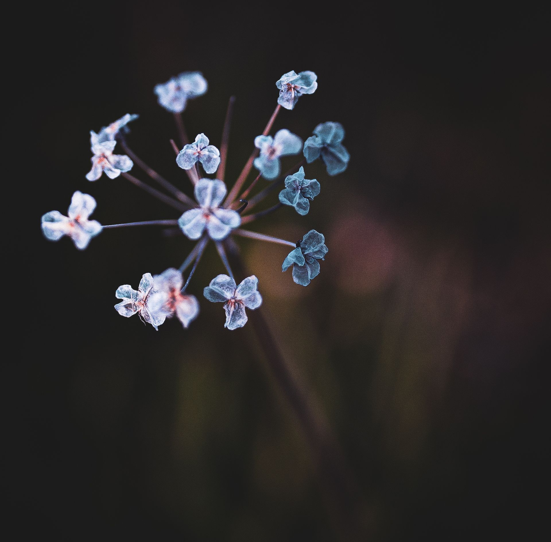 Close-up of a delicate, pale blue wildflower with a dark, blurred background.