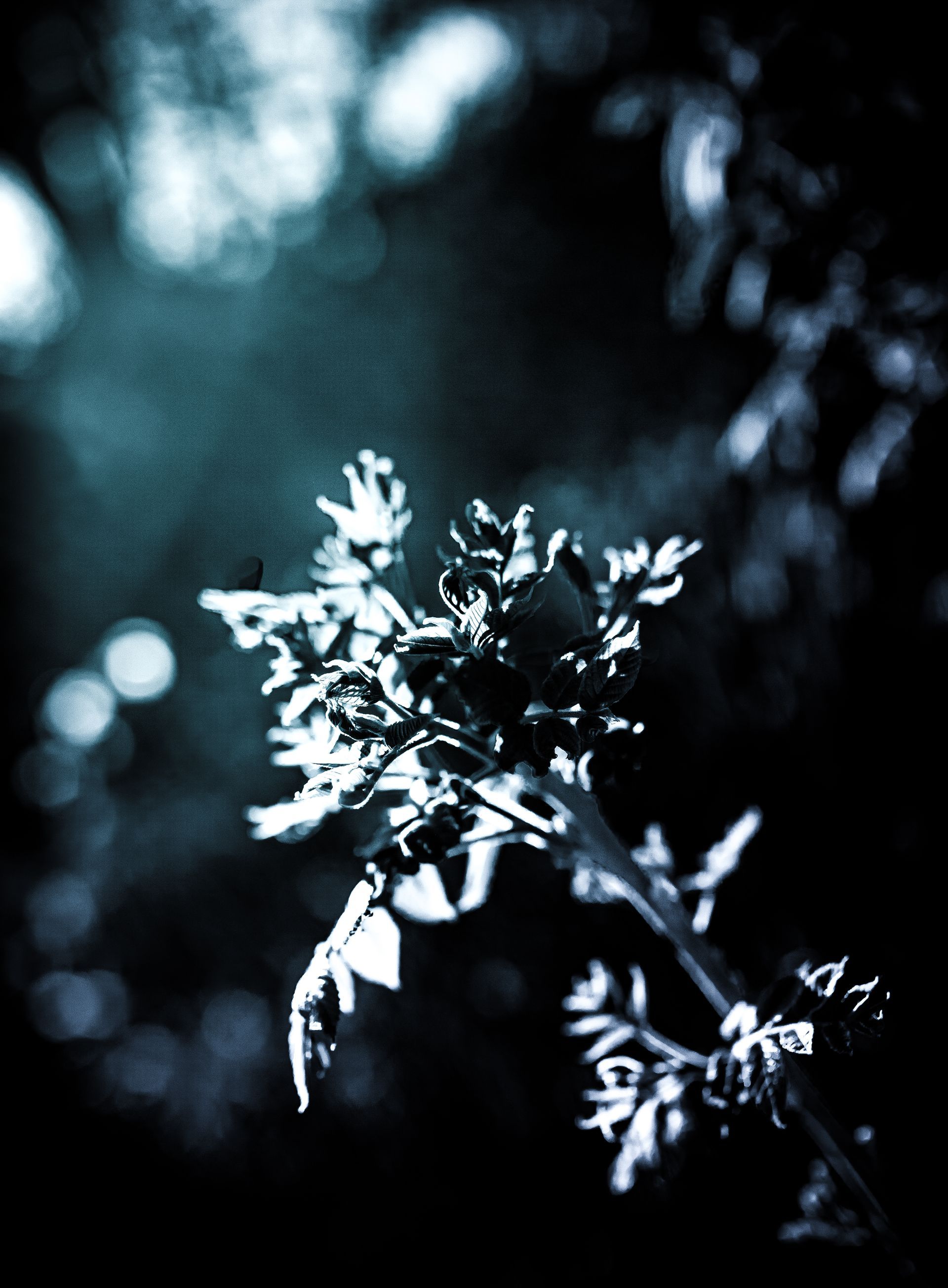 Close-up of a plant with small, intricate leaves, rendered in cool tones with a dark background.