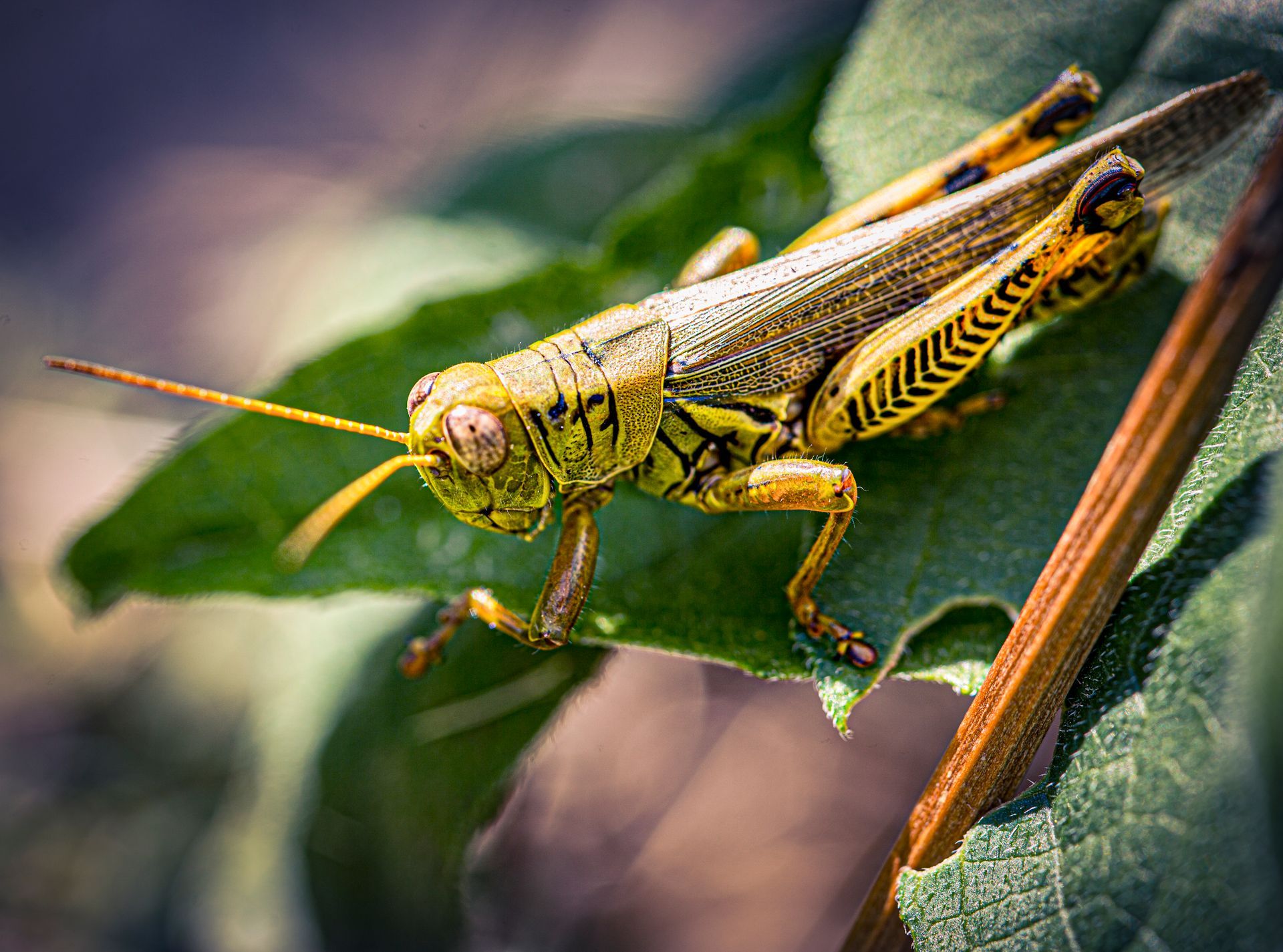 A green and yellow grasshopper rests on a green leaf, with a brown stem in the background.