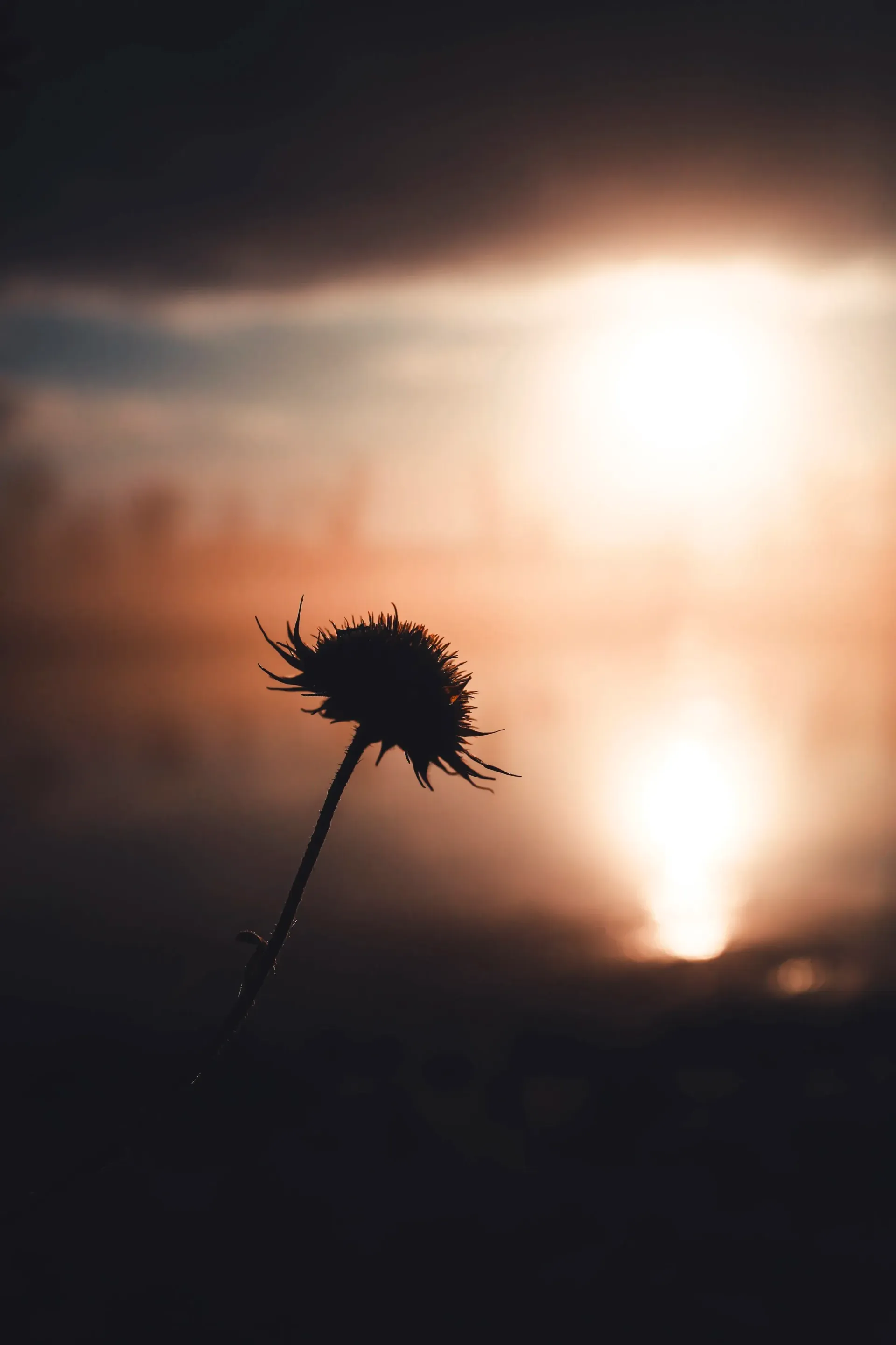 Silhouette of a wildflower against a blurred, fiery sunset over a body of water.