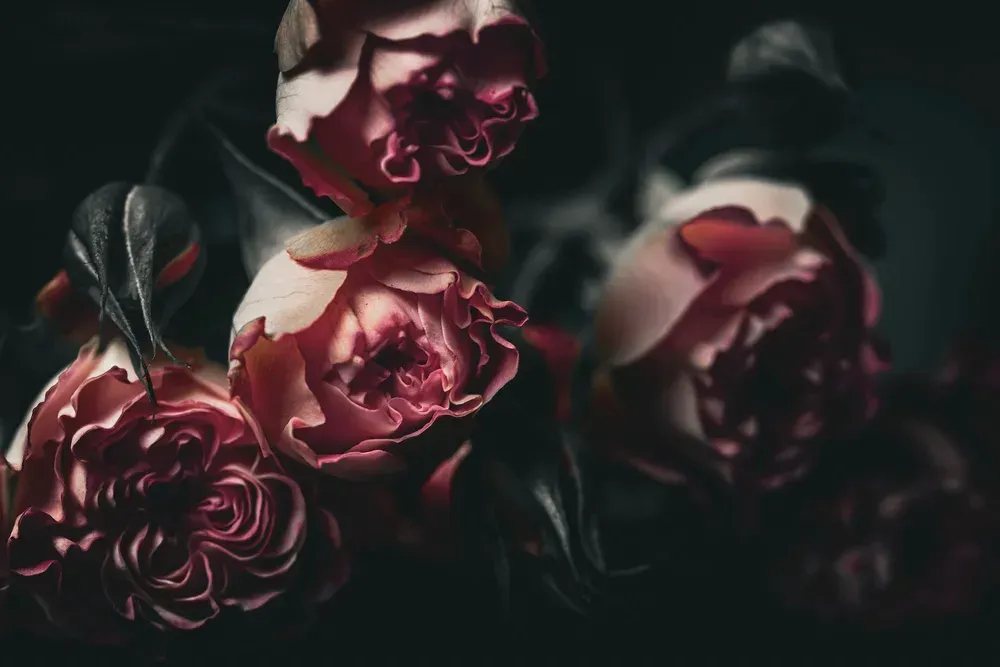 Red roses with white tips against a dark background.