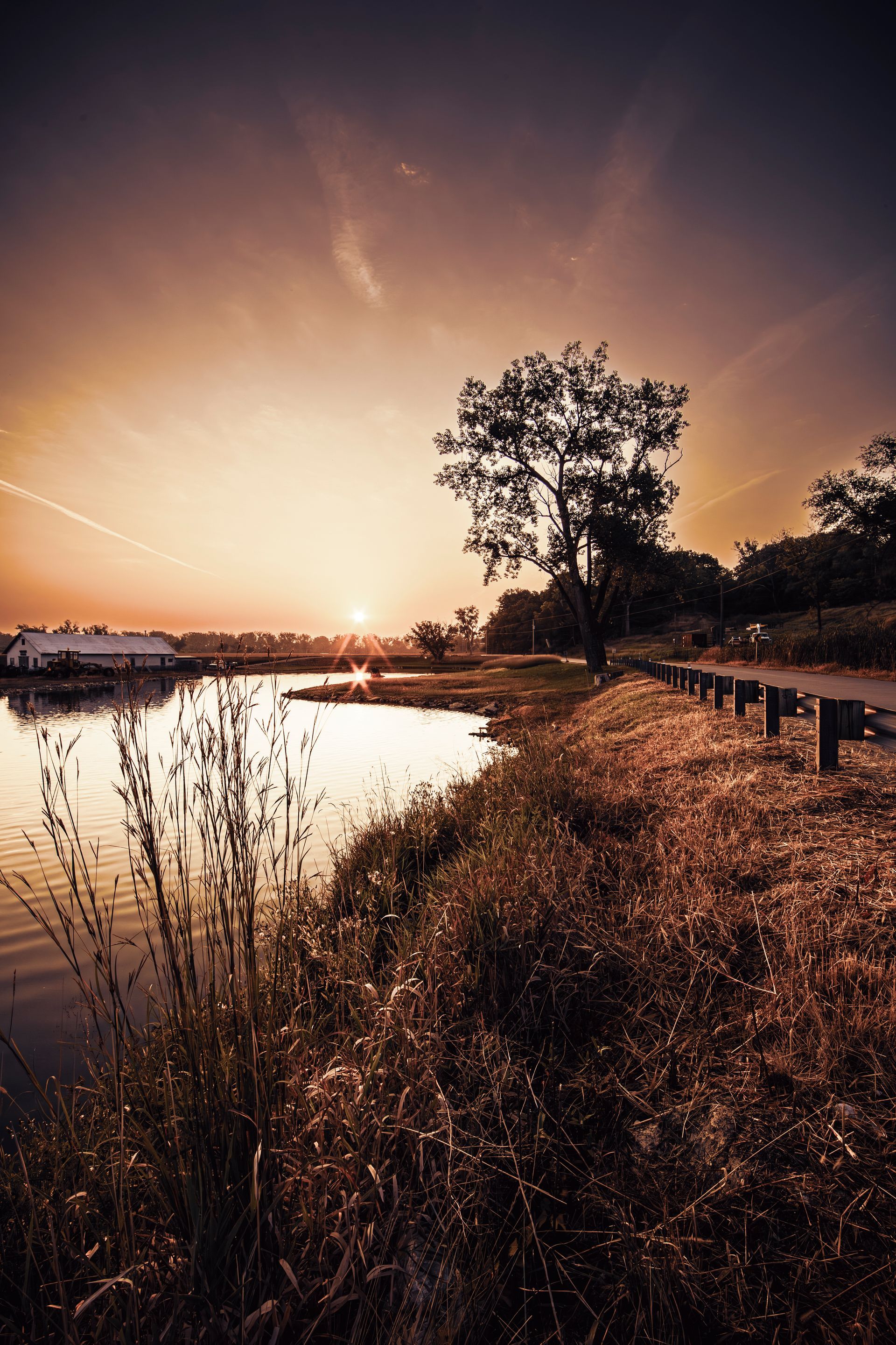 Sunset over water, tree silhouette, and dry grasses along a path.