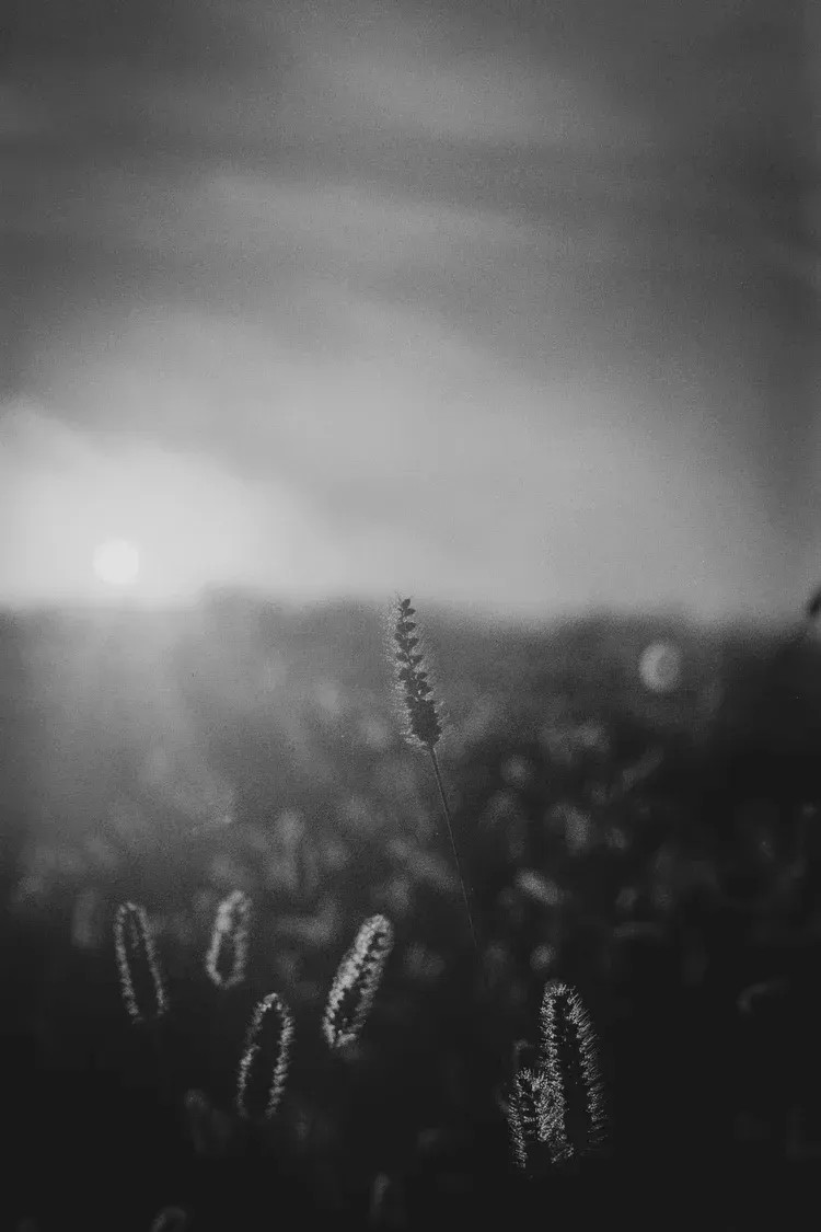 Black and white close-up of tall grass heads backlit by a hazy sun, blurred field in background.