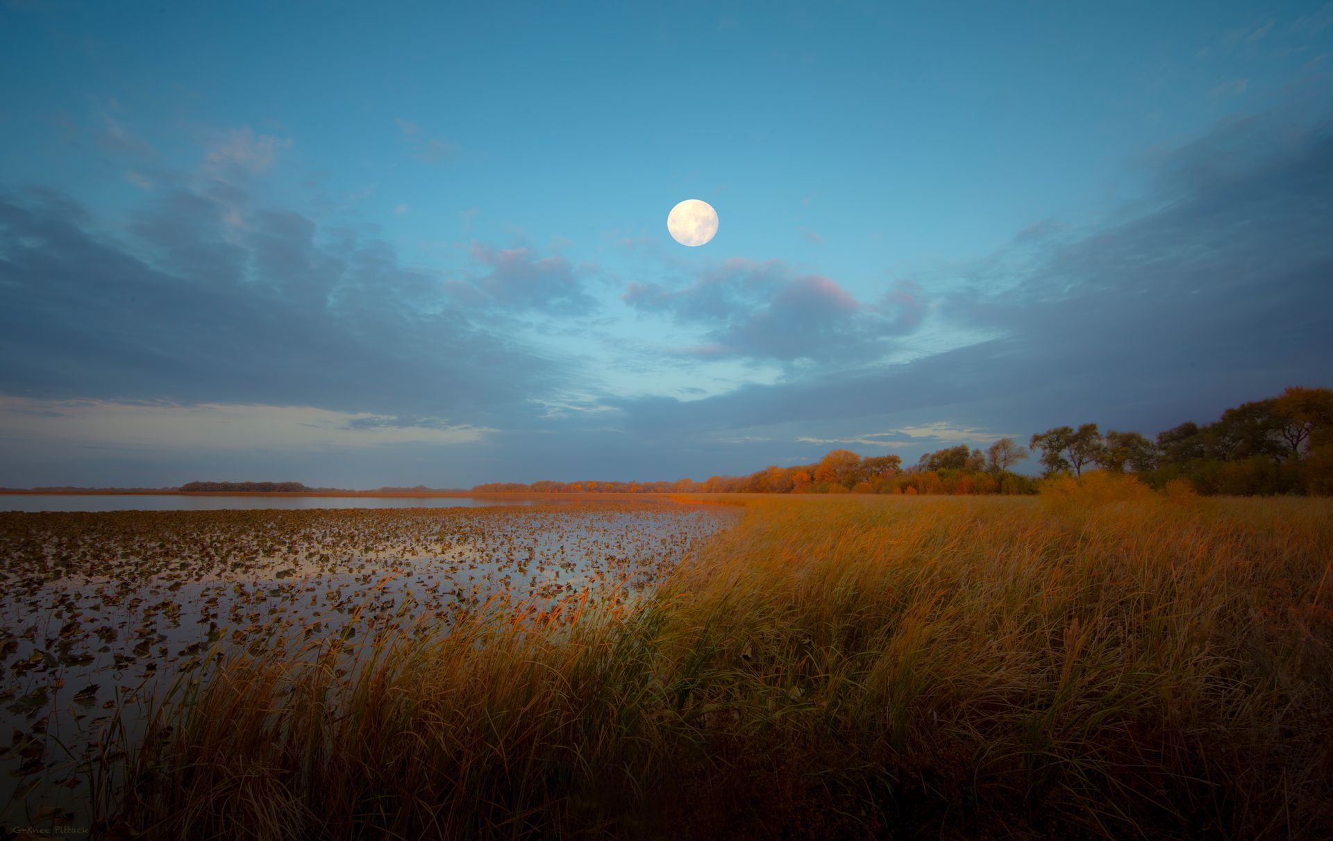 Full moon over a lake with golden reeds, under a blue sky with clouds.