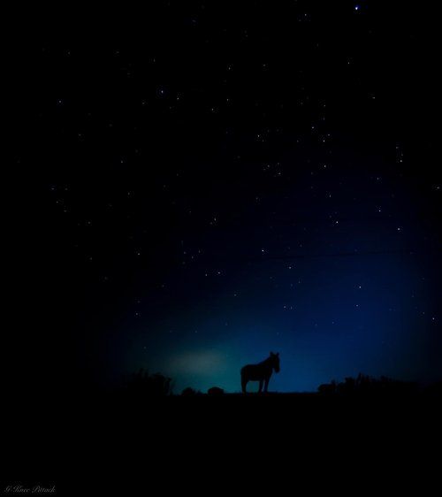 Silhouette of a horse on a hill against a dark blue night sky filled with stars.