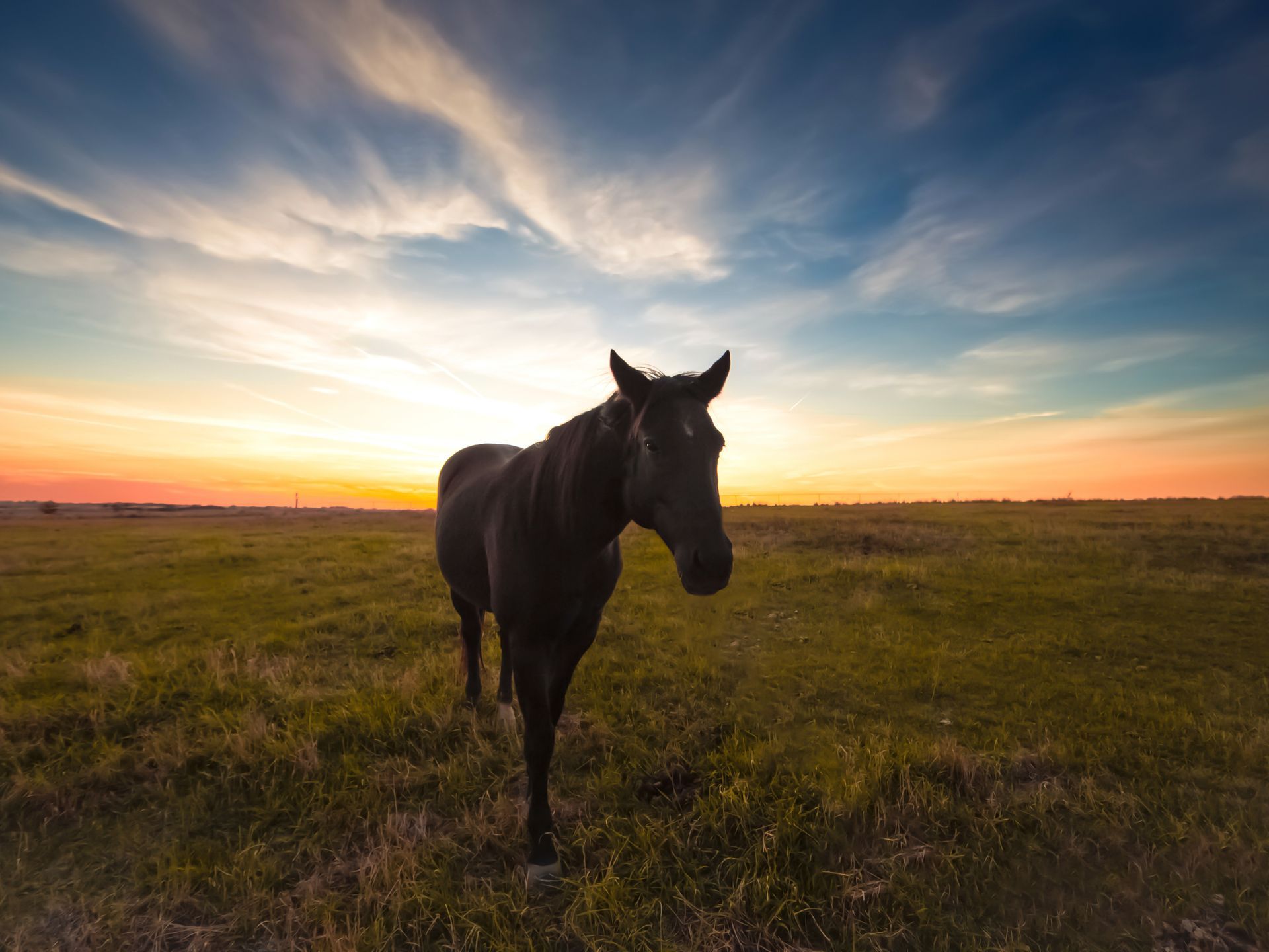 Black horse standing in a grassy field, silhouetted against a sunset sky.