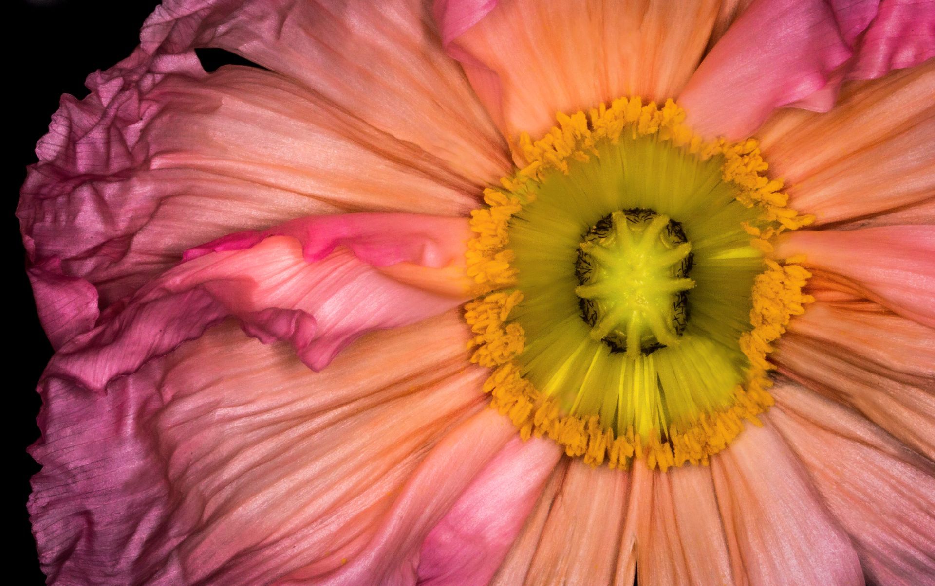 Close-up of a pink and orange poppy flower with a yellow center against a black background.