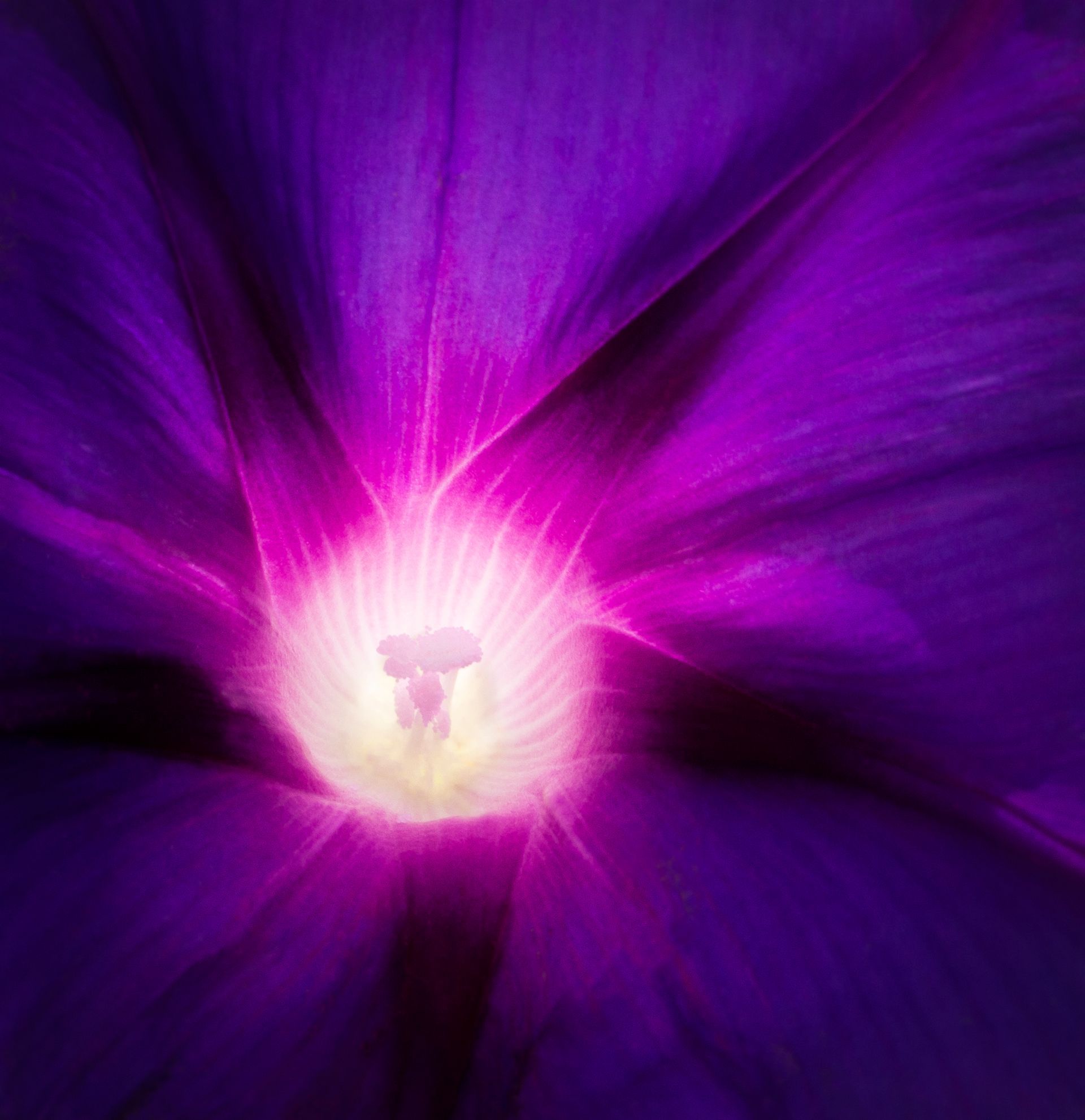 Close-up of a deep purple flower, with a bright white and yellow center emitting light.