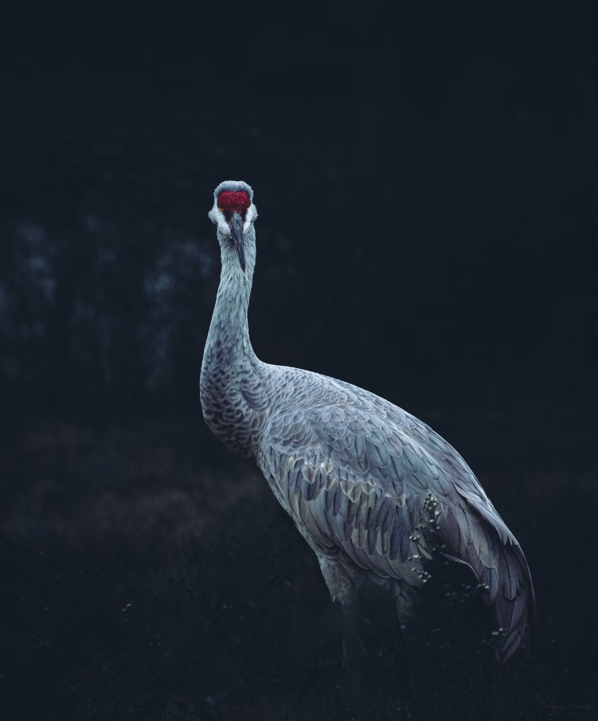 Sandhill crane with red head and gray feathers against a dark background.