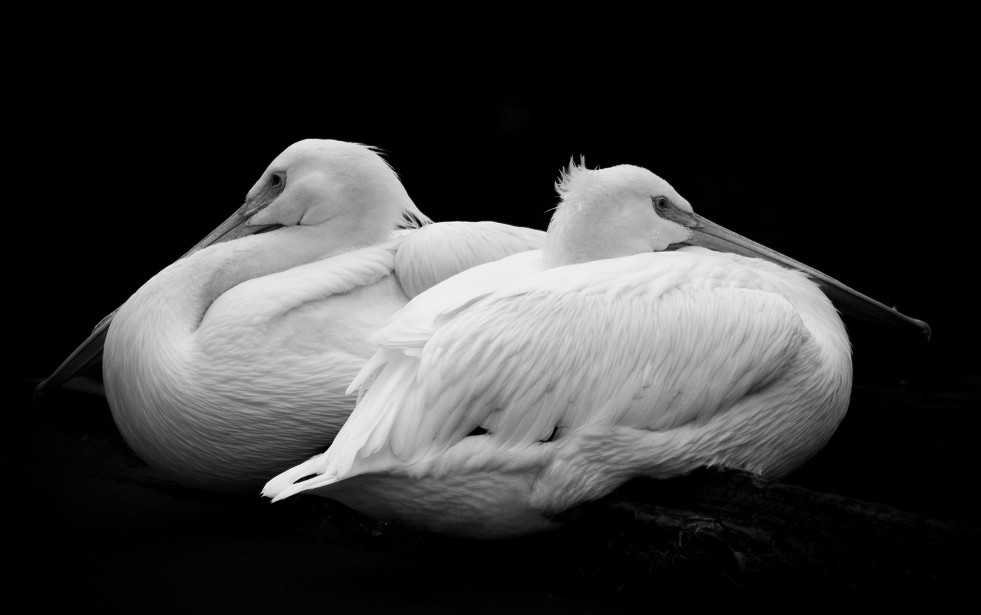 Two white pelicans resting together, silhouetted against a black background.