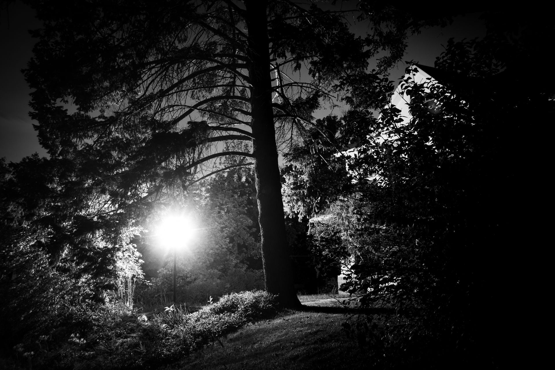 Black and white shot of a forest at night, with a bright light in the center illuminating a tall tree.