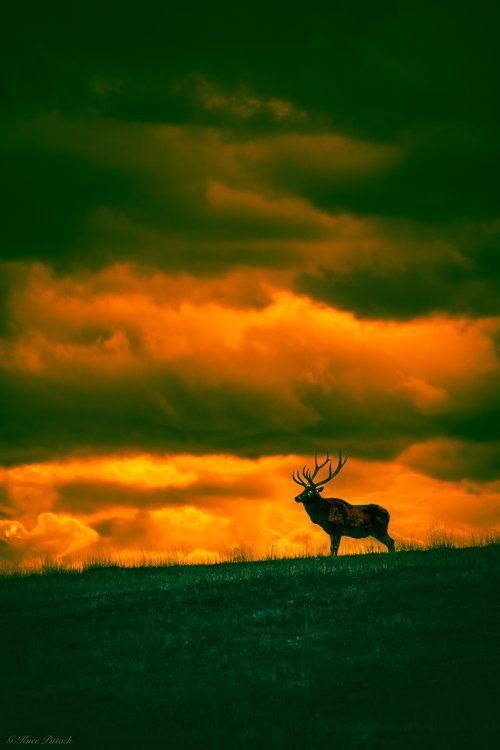 Elk on a hill silhouetted against an orange sunset sky.