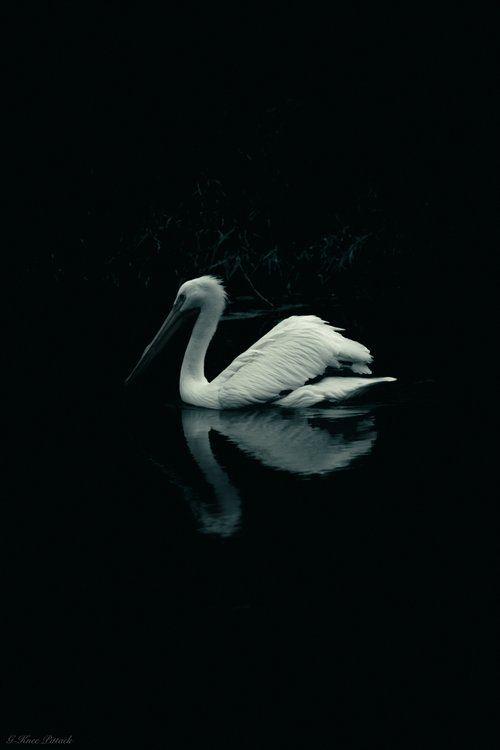 Pelican floats on dark water, its reflection visible.