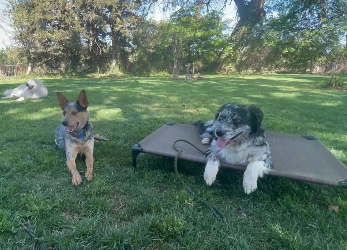 Two dogs on grass, one blue heeler, one merle, lie down. A third dog rests in the background. Sunny outdoor setting.