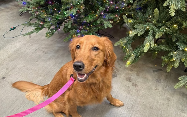 Golden retriever sits on concrete floor, wearing a pink leash near lit Christmas trees.