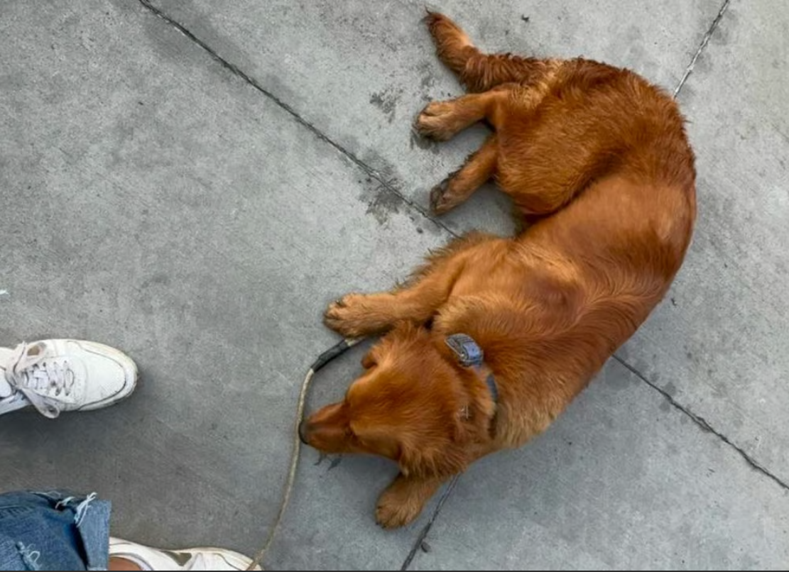 Golden retriever dog lying on concrete, looking toward the left. Tan fur, collar, next to a person's foot.