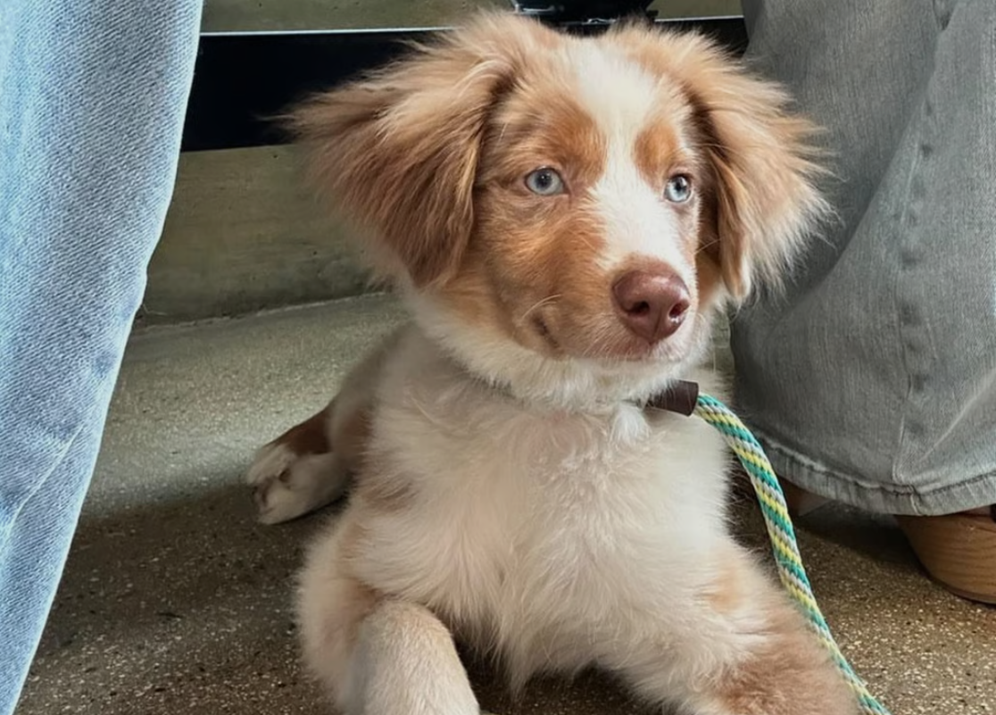 Red merle Australian Shepherd puppy with blue eyes, resting on the floor, leash attached.