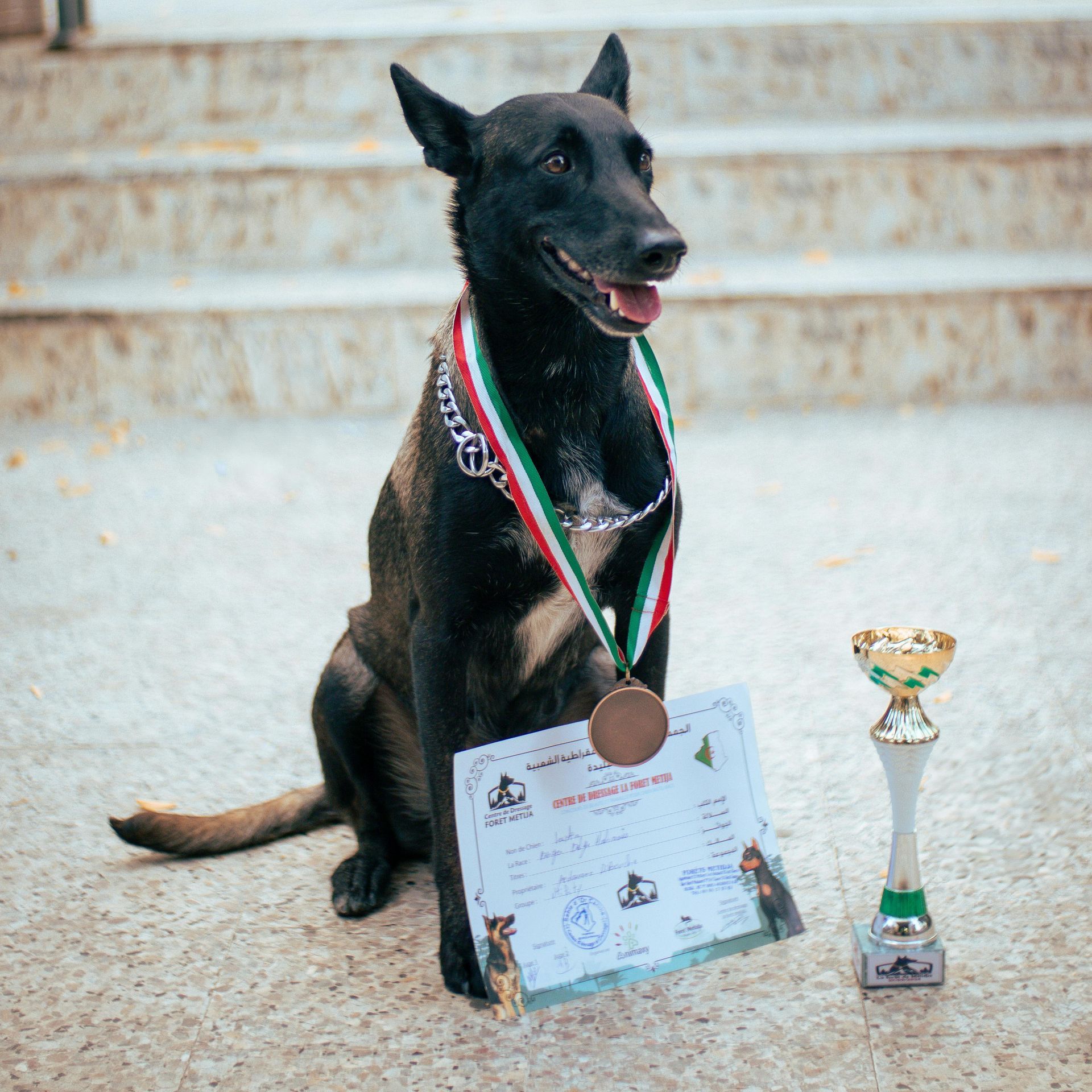 Black dog wearing a medal sits beside a certificate and trophy on steps.
