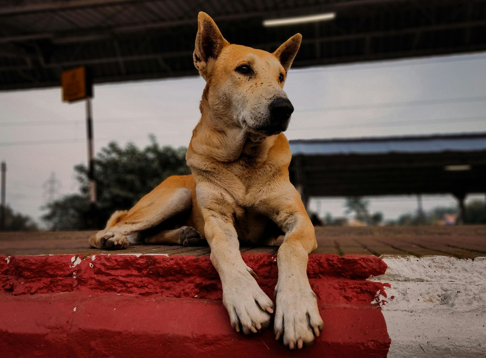 Tan dog lounging on a red wall, front paws hanging over the edge, outdoors at dusk