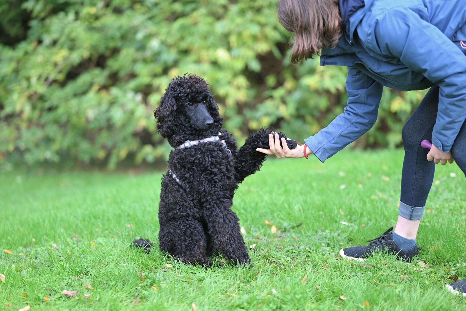 Black dog sitting on grass, shaking hands with a person in a blue jacket