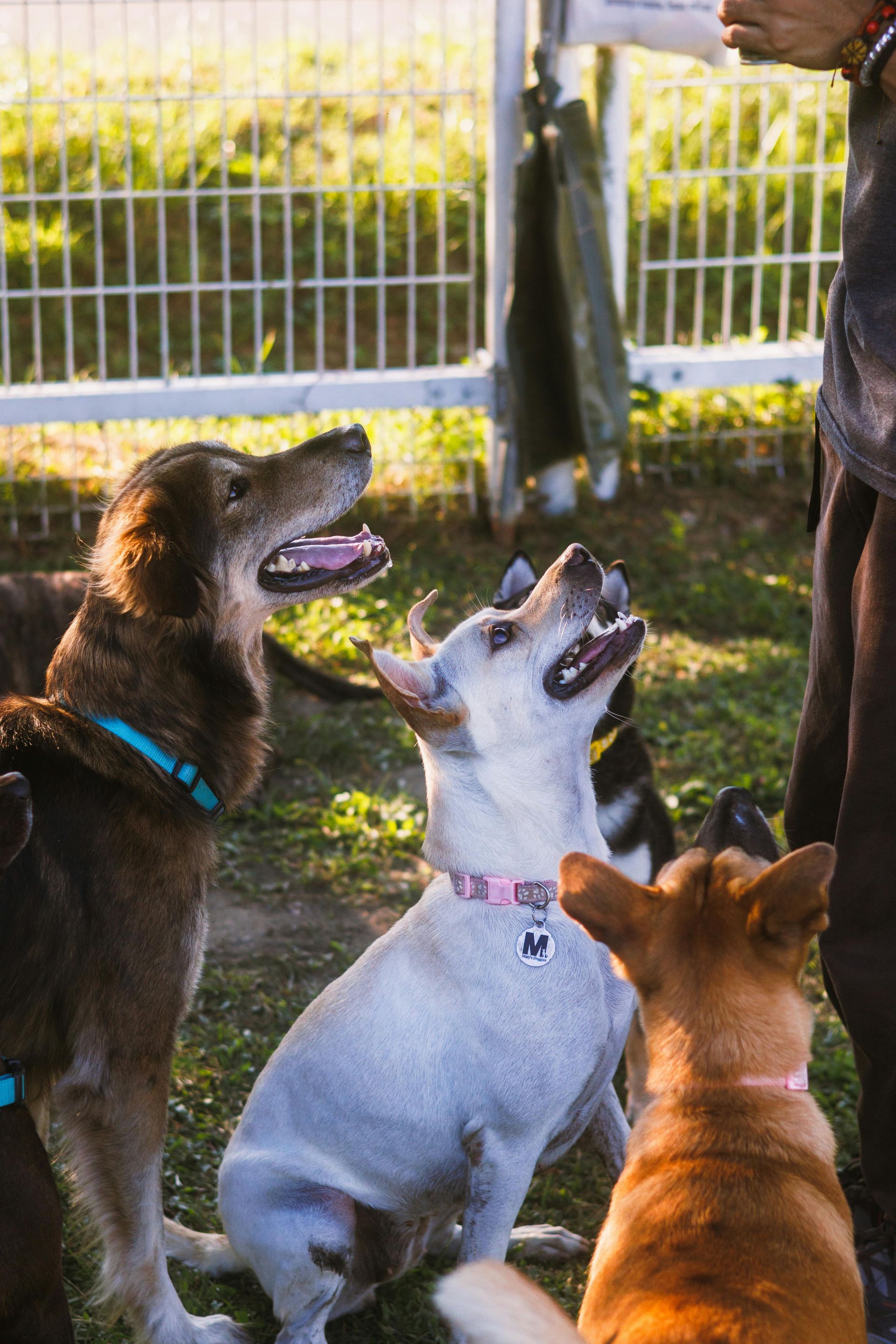 Three dogs sitting outdoors, looking up at a person holding a treat or toy.