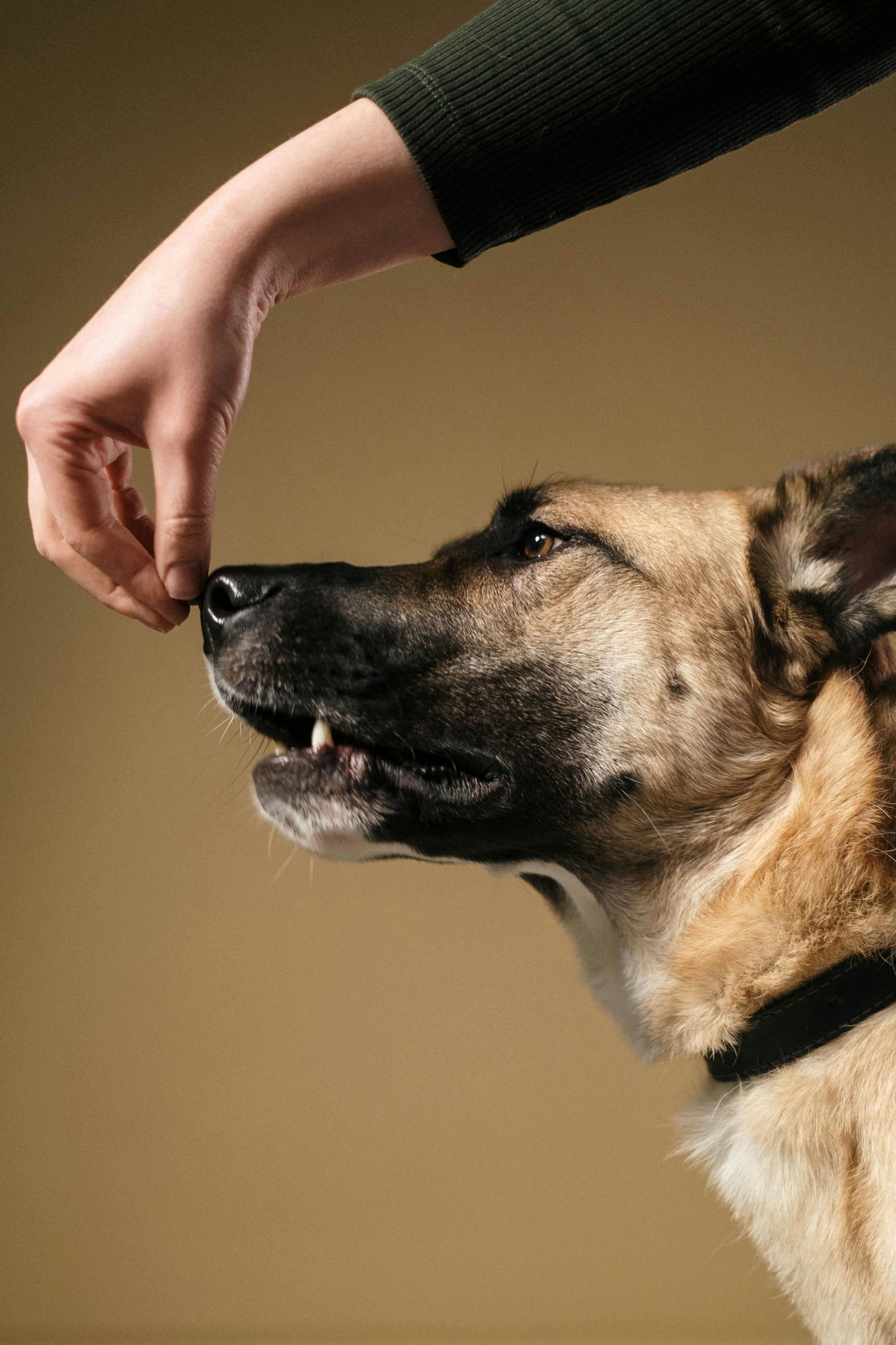 A hand offers a treat to a tan and black dog against a plain brown background