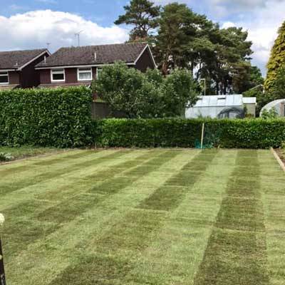 garden turfing and hedge