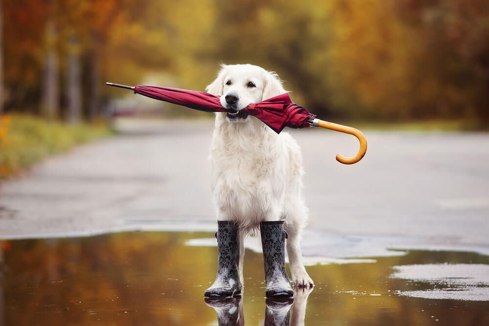 Golden Retriever in Rain Boots Holding a Red Umbrella in Its Mouth — Umbrella Legal in Cardiff, NSW