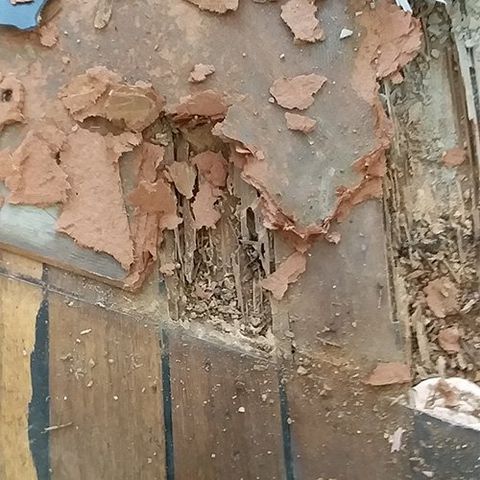 Termite Damaged Wall — Troy’s Pest Control in Lismore NSW