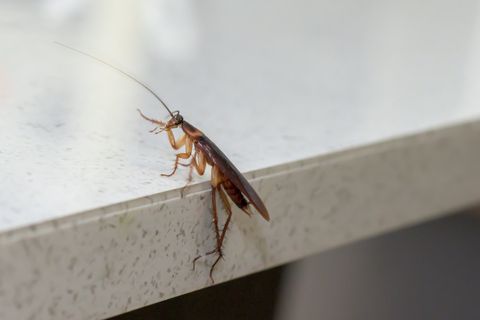 Cockroach On Kitchen Bench — Troy’s Pest Control in Lismore NSW