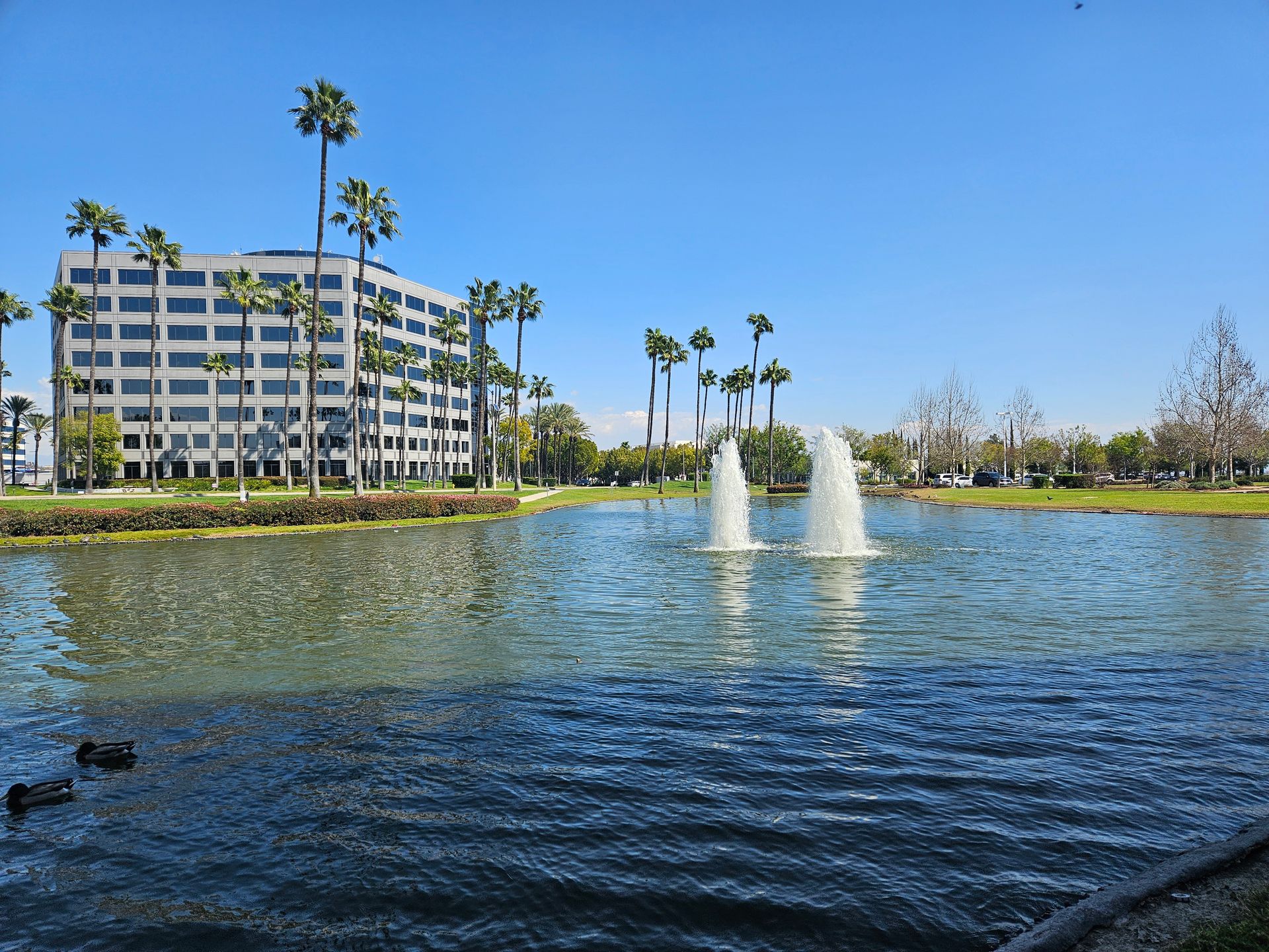 Two fountains in a lake with palm trees in the background