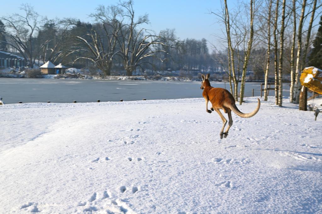 Kangourou dans la neige