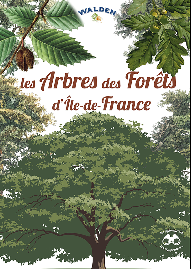 les arbres des forets ile de france