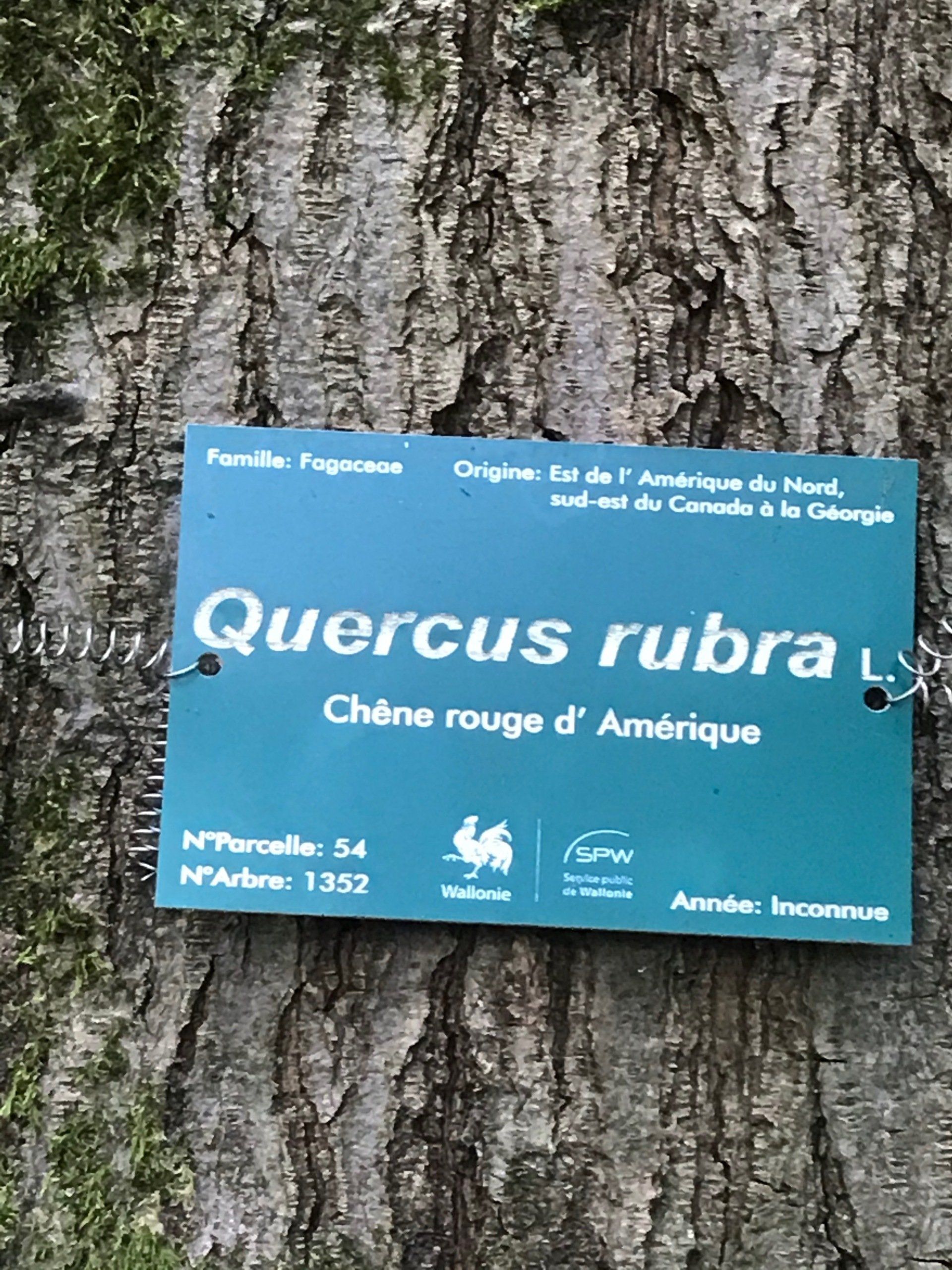 chêne rouge d'amérique