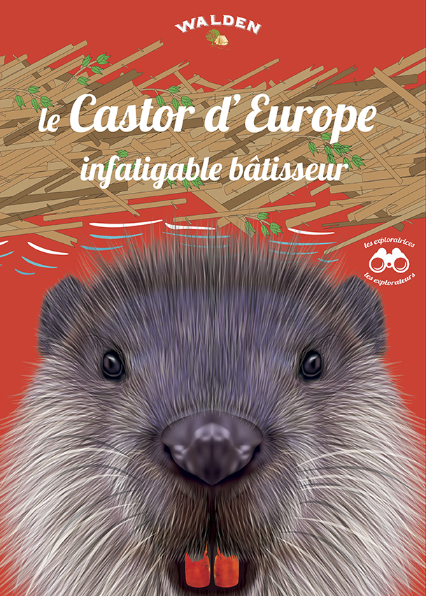 le castor infatigable