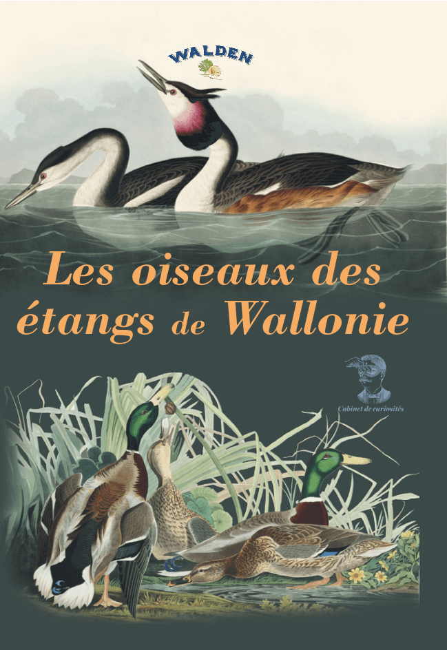 les oiseaux des étangs de Wallonie