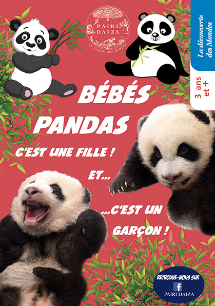 bébés pandas
