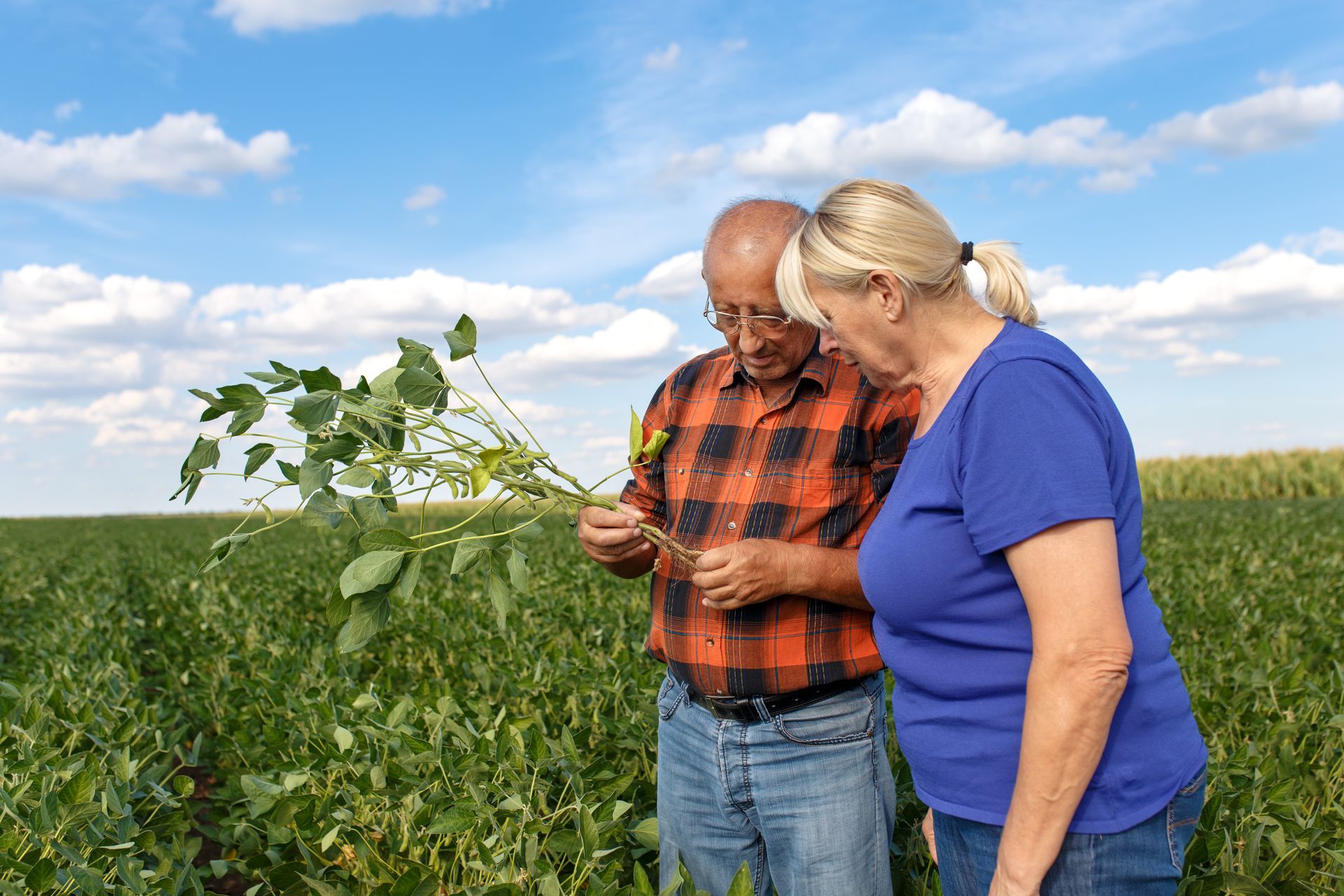 Two people examining crop in a field, under a blue sky.