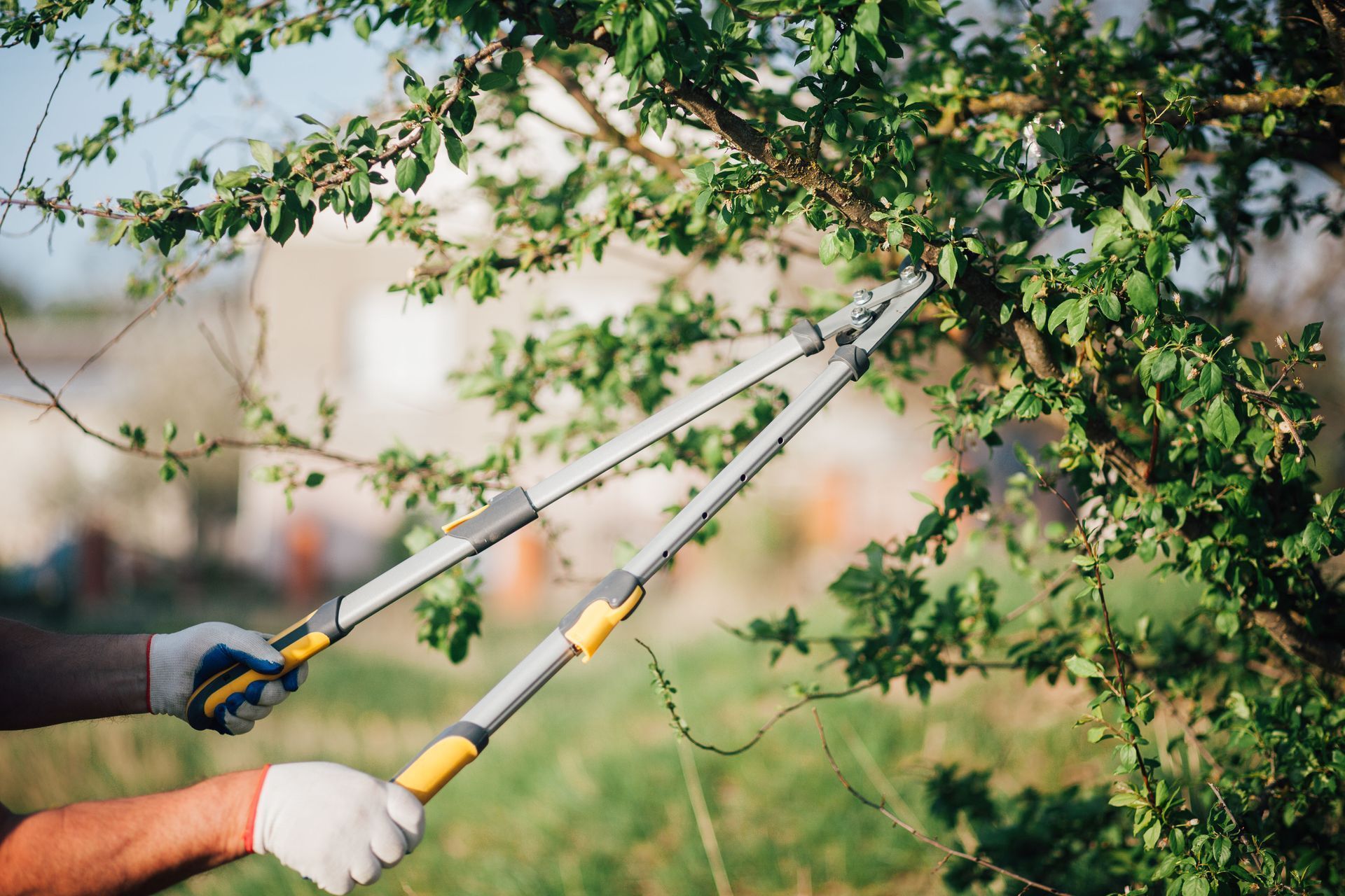 Person using long-handled pruning shears to trim branches on a green leafy tree outdoors.