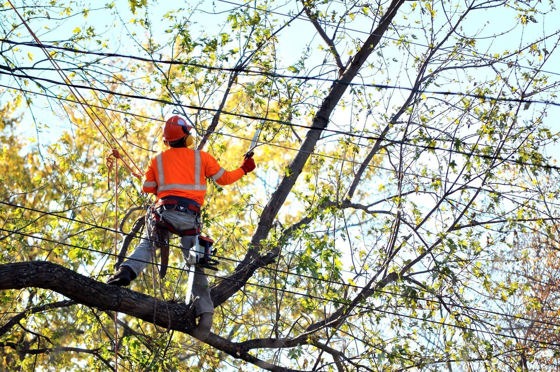 Arborist in orange vest and helmet, trimming tree branches with saw, outdoors.