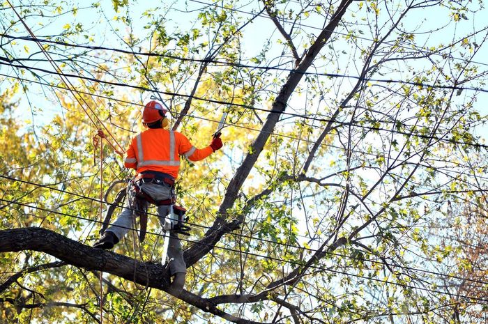 Arborist in orange vest and helmet, trimming tree branches with saw, outdoors.