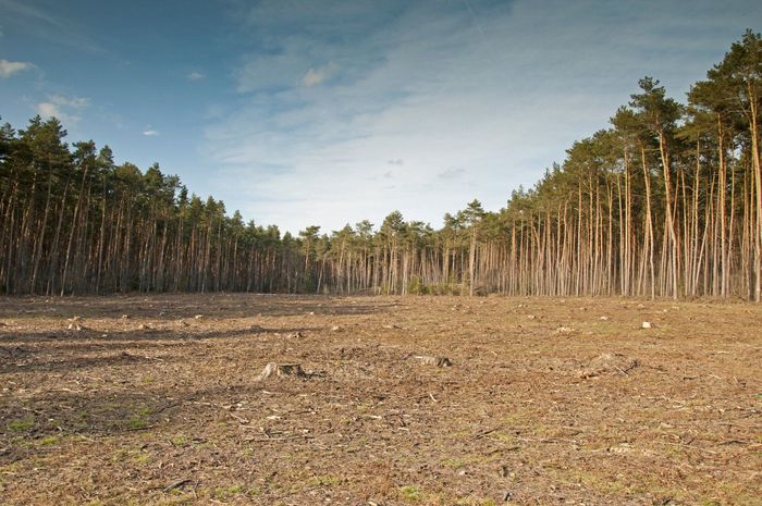 Cleared land surrounded by tall evergreen trees under a blue sky.