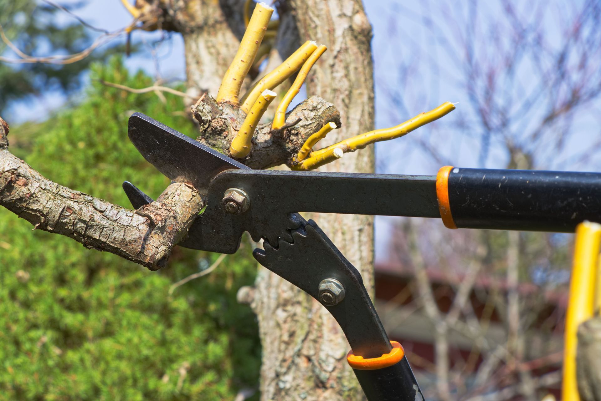 Gardener pruning a tree branch with large shears.