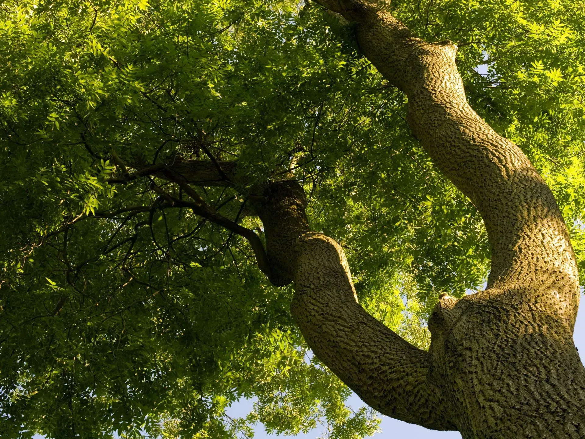Low-angle view of a tree trunk and branches with green leaves, illuminated by sunlight.