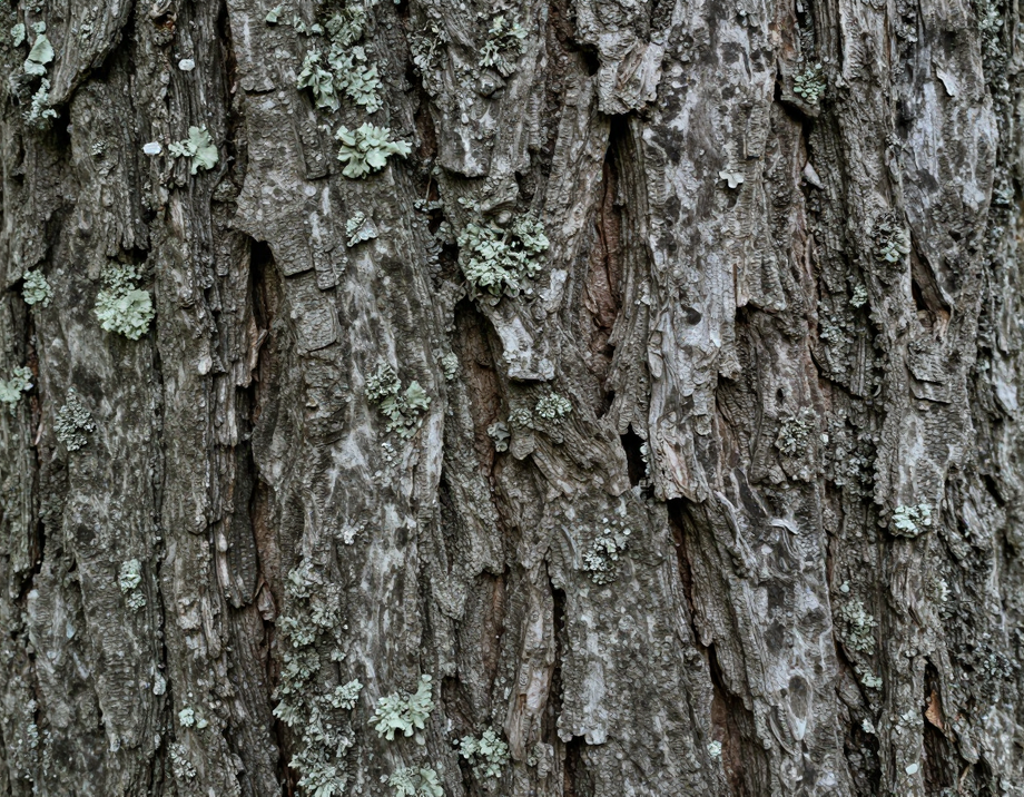 Layered bark and lichen texture