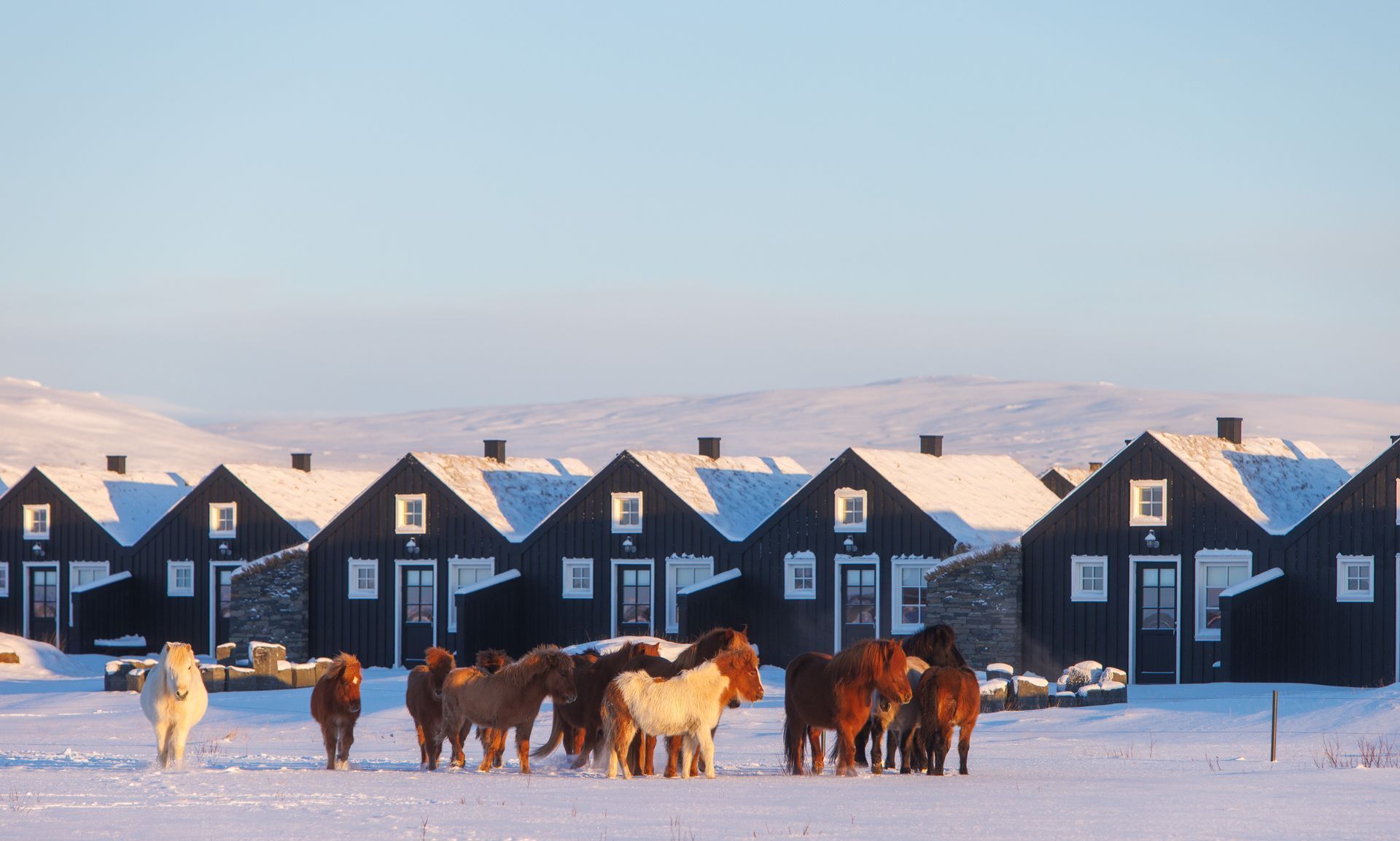 A herd of horses standing in front of a row of houses in the snow.