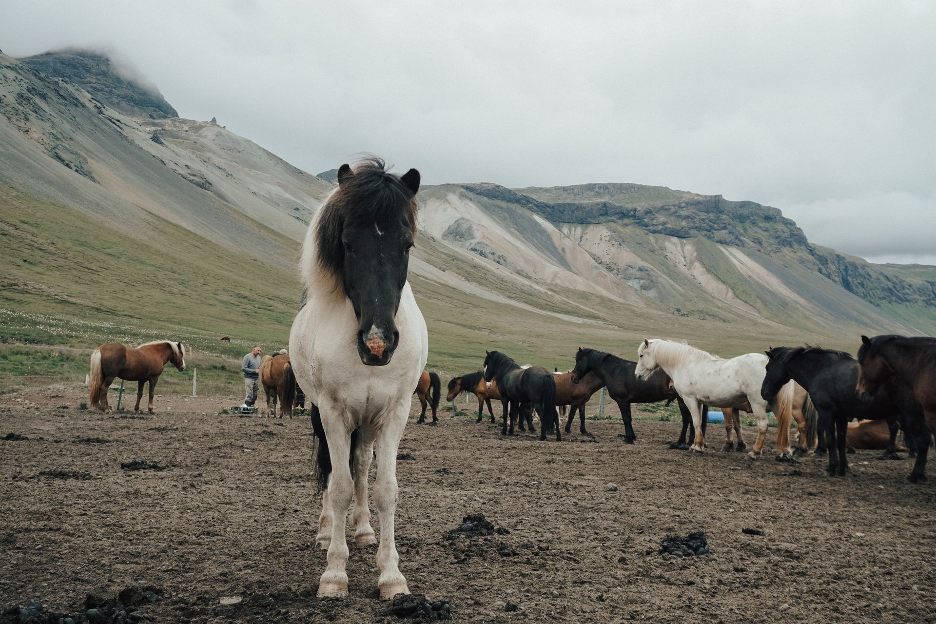 A herd of horses are standing in a field with mountains in the background.