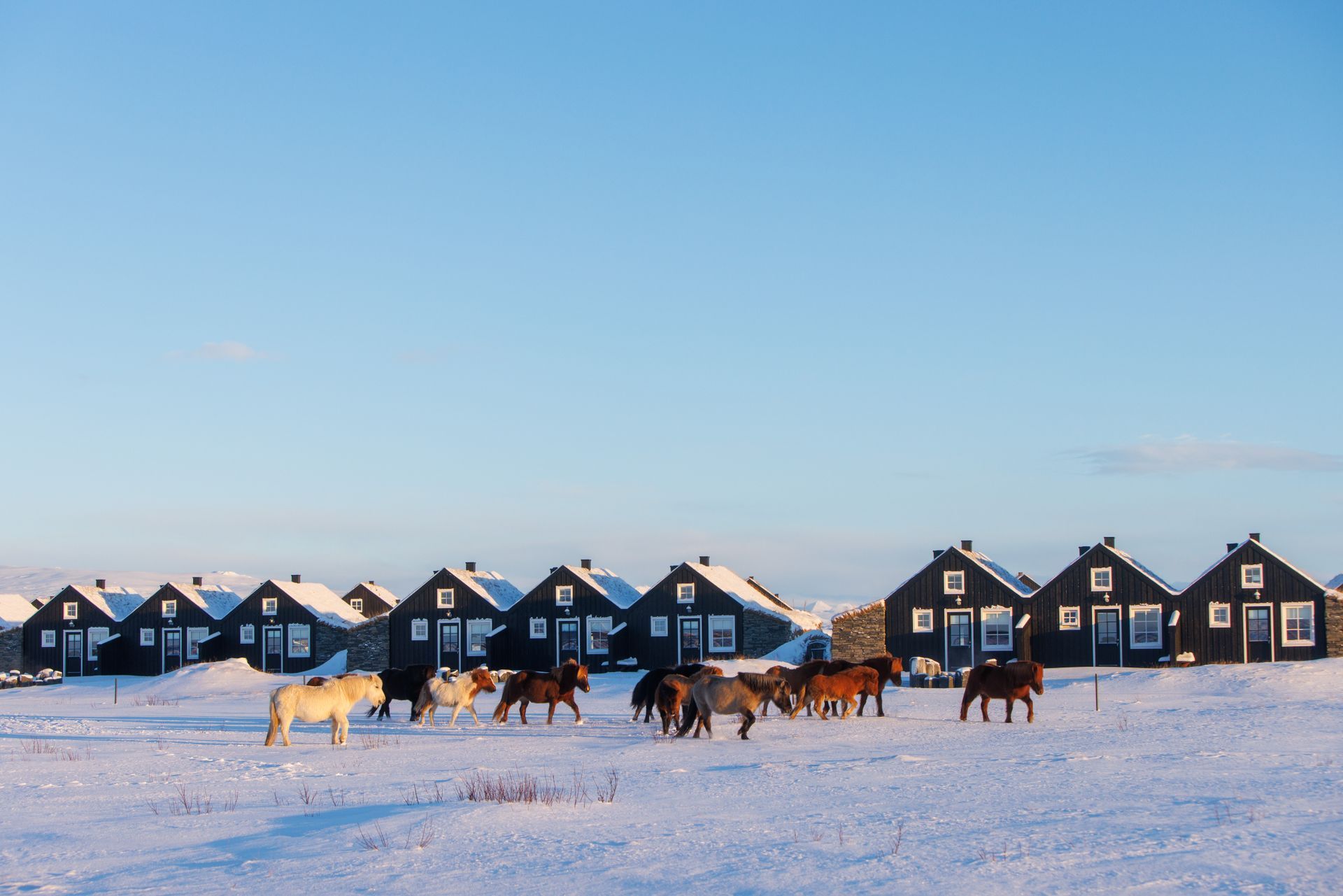 A herd of horses walking down a dirt road with mountains in the background.