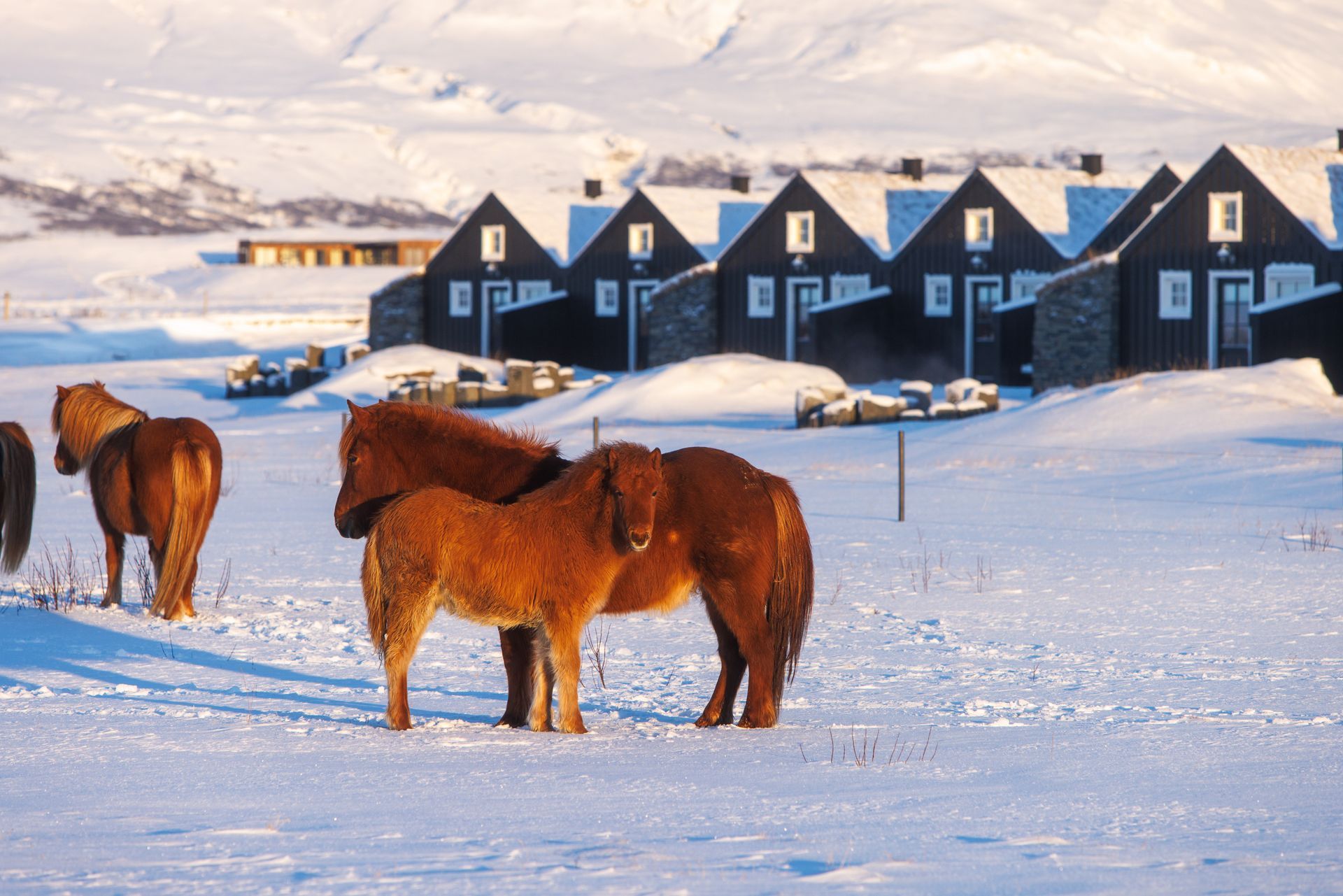 A group of horses standing in the snow in front of a row of houses