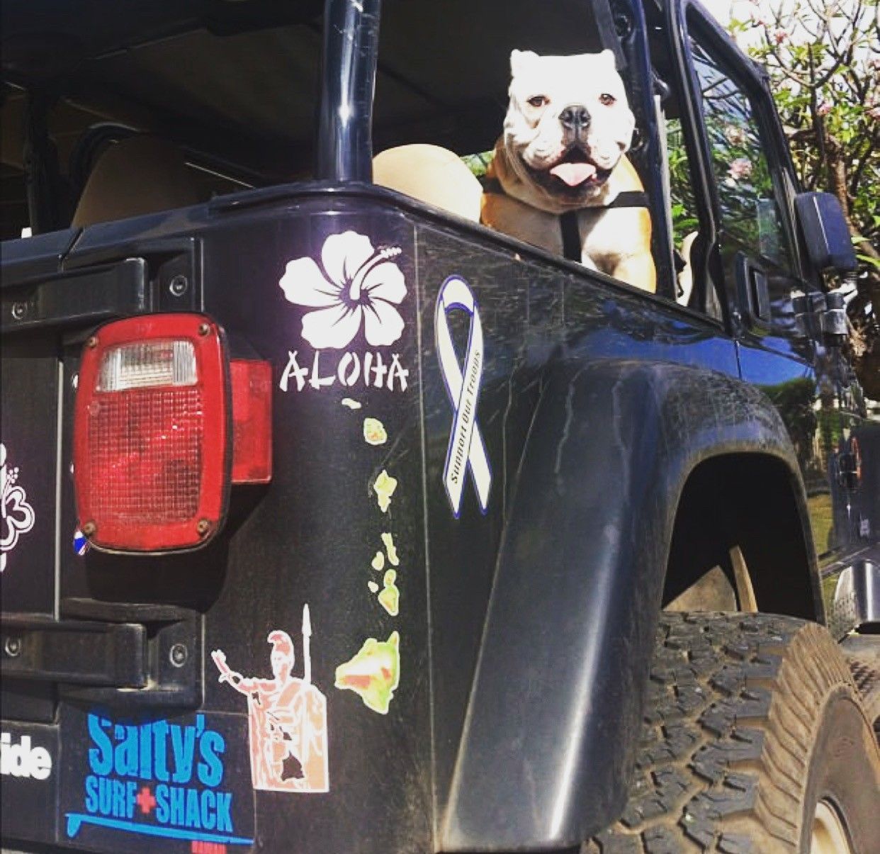 A dog is sitting in the back of a jeep that says aloha